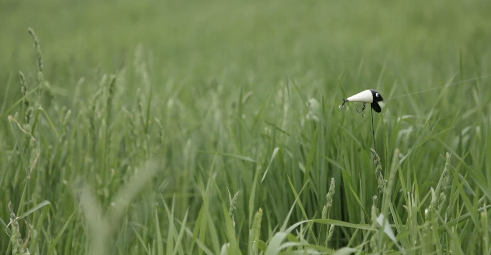 Haru-tsuge Fish and Fu-rai Boy: Tsuri-bari Fish Caught in Summer Grass